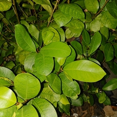 Ficus microcarpa