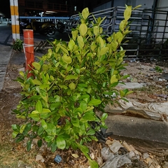 Ficus microcarpa