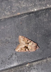 Clavipalpula aurariae