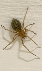 Cheiracanthium gracile