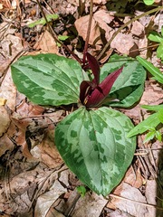 Trillium decumbens