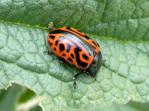 Calligrapha mexicana