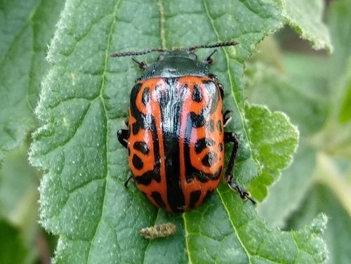 Calligrapha mexicana