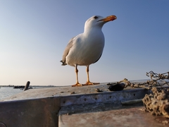 Larus michahellis