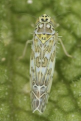 Eupteryx decemnotata