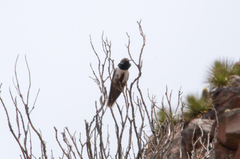 Oreotrochilus estella