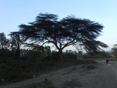 Vachellia xanthophloea