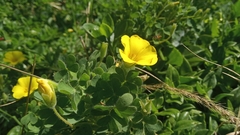 Oxalis conorrhiza