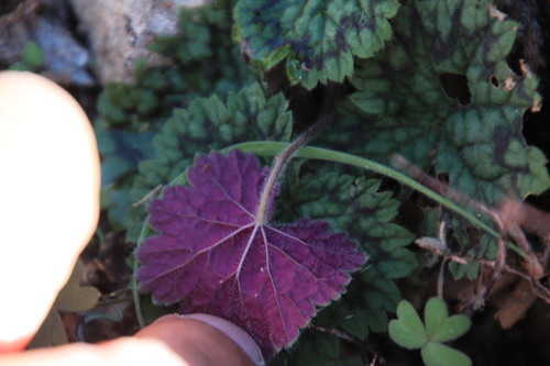 Pelargonium barklyi Scott-Elliot 2