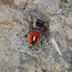 Phidippus phoenix
