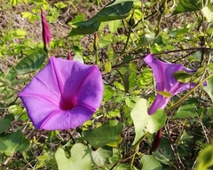 Ipomoea lozanii