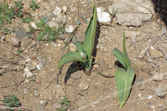 Tulipa suaveolens