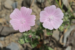 Malva hispanica