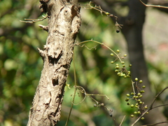 Smilax ovalifolia
