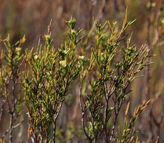 Diosma acmaeophylla