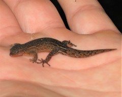 Sphaerodactylus klauberi