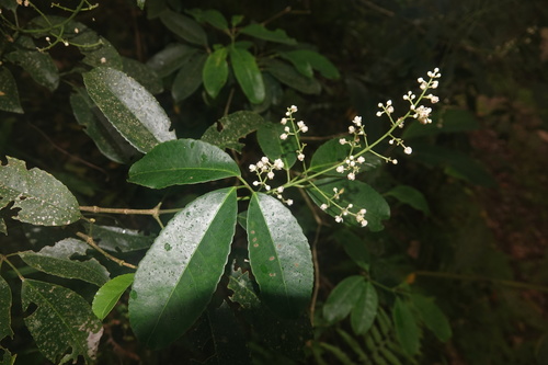 Three-leaved turpinia (Turpinia ternata)