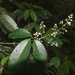 Three-leaved Turpinia - Photo (c) Han-Ting Liu, some rights reserved (CC BY-NC), uploaded by Han-Ting Liu