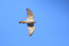 Accipiter gentilis