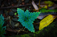 Selaginella willdenowii