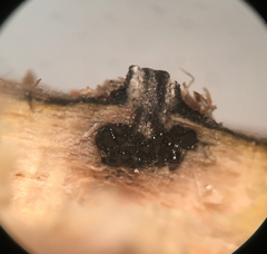 Camaropella pugillus