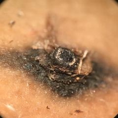 Camaropella pugillus