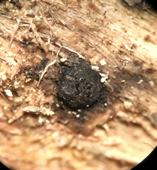 Camaropella pugillus