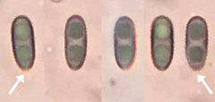 Camaropella pugillus