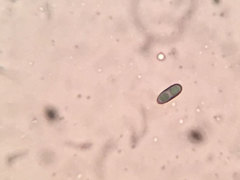 Camaropella pugillus