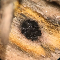 Camaropella pugillus