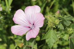 Malva trimestris