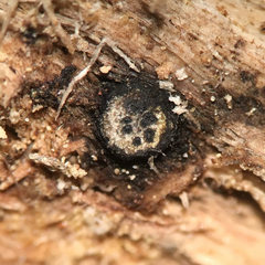 Camaropella pugillus