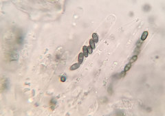 Camaropella pugillus