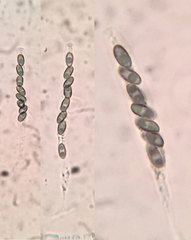 Camaropella pugillus