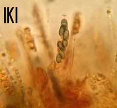 Camaropella pugillus