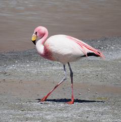James's Flamingo photo 5