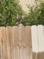 Accipiter cooperii