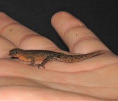 Sphaerodactylus klauberi