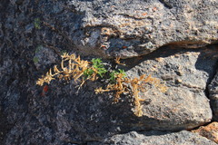 Teedia lucida