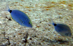 Diplodus annularis
