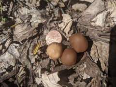 Psathyrella pseudovernalis