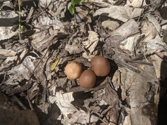 Psathyrella pseudovernalis