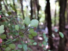 Melicytus micranthus