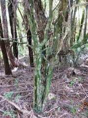 Melicytus micranthus