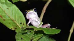 Phyllomedusa tarsius