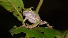 Phyllomedusa tarsius