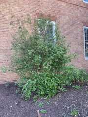 Viburnum × burkwoodii