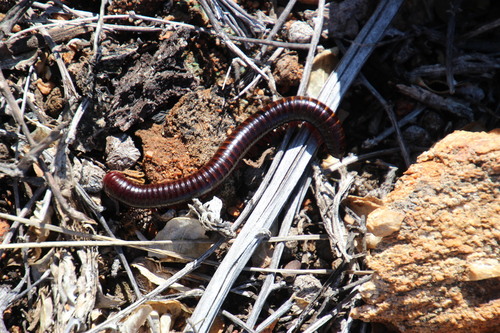 Metaphora spirobolina