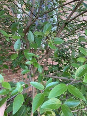 Viburnum × burkwoodii