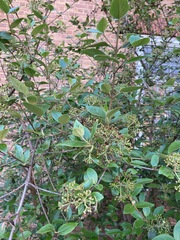 Viburnum × burkwoodii